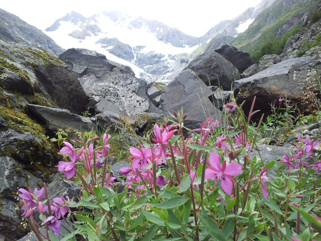 Wild fireweed, perfect for our fireweed tea recipe